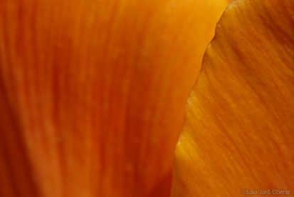 1_tulipa0605jjo_0005.jpg