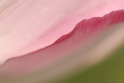 5_1tulpen_jjo07_0120k.jpg