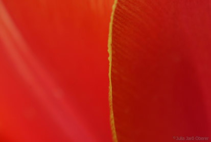 6_1tulpen_jjo07_0068k.jpg