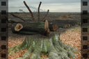 Urwald Lausitz